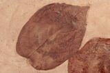 Two Red Fossil Leaves (Zizyphoides & Eucommia) - Montana #188927-2